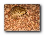 2008-01-09 Chapada (39)...and gigantic toads